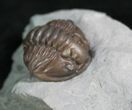 Large Enrolled Flexicalymene Trilobite In Matrix #8321-2